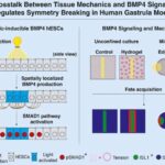 Maşın öyrənmə alqoritmi rentgen məlumatlarından 3D təsvirləri sürətlə yenidən qurur
