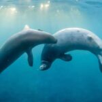 On-chip kriptoqrafik protokol kvant kompüterlərinə aparat səs-küyündə nəticələrin özünü yoxlamasına imkan verir