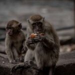 Aşağı LDL xolesterolu statin istifadəsindən asılı olmayaraq yüksək tip 2 diabet riski ilə əlaqələndirilir