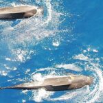 Səs və işığın ən kiçik miqyasda necə eyni olduğunu və deyil