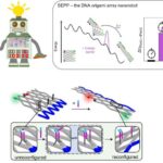 Nə qədər dərinə gedir? Dünyada ilk dəfə xəritəçəkmə Avstraliyanın ən dərin gölünün əsl dərinliyini ortaya qoyur