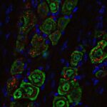 Ticarət yolları dəyişdikdə buludlar da dəyişir: Tədqiqatçılar yeni qlobal daşınma qaydalarının dalğalı təsirlərini aşkar edirlər