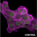 NASA-nın Marsa ESCAPADE missiyası – Mavi və Qızıl adlı əkiz peyklər noyabrın əvvəlində buraxılacaq.