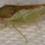 Qara dəliklərin birləşməsi müşahidə edilə bilən qravitasiya-dalğa quyruqlarına səbəb ola bilər