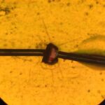 Gündəlik qəhvə içmək böyük ruhi xəstəlikləri olan insanların bioloji yaşlanmasını yavaşlata bilər