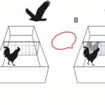 Folklor qədim hind savannalarına işıq salır