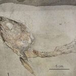 Yenidən konfiqurasiya edilə bilən DNT origami massivlərinə əsaslanan nanorobotlar avtonom şəkildə işləyə bilər