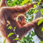 COVID peyvəndi texnologiyası ilan sancması zəhərinin zərərini məhdudlaşdıra bilər