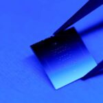 Atlantik Okeanında Sarqasum çiçəklərinin əsas hərəkətverici qüvvəsi məlum olub