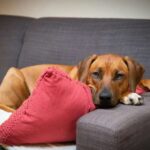 175 nəsil davam edən Şimali Amerika qaya sənəti ənənəsi ilə tanışlıq