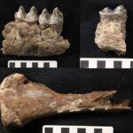 Süni intellekt, donor qaraciyərlərinin nə vaxt canlı olacağını proqnozlaşdırır, potensial olaraq ləğv edilmiş transplantasiyaları 60% azaldır