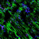 İnkişaf etməkdə olan neyronların cinsə xas xüsusiyyətləri üçün zamana həssas genetik keçid
