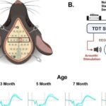 Günəş fırtınaları səbəbindən ABŞ-ın bəzi yerlərində şimal işıqları görünə bilər