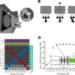 Nüvə reseptorlarındakı ‘gizli’ bağlayıcı cib alternativ dərman hədəfləri təklif edir