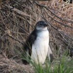 Alqoritmlər propanın gündəlik məhsullar üçün necə propilenə çevrildiyini göstərir