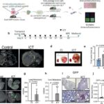 Bu yaxınlarda aşkar edilmiş X-ray keçidinin mümkün kollapsar mənşəli izləri