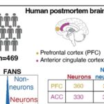 Böhrandakı növlər: Nəsli kəsilməkdə olan kritik pinqvinlər birbaşa balıqçı qayıqları ilə rəqabət aparır