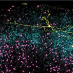 Rapa Nui’nin fəlakətli meşəsizləşməsi: günahkar təkcə insanlar deyil, invaziv siçovullar ola bilər