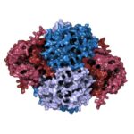 Qeyri-qanuni köpək balığı üzgəci ticarəti qorunmağa baxmayaraq davam edir