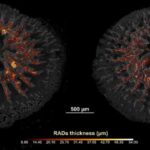Bağırsaq mikrobları genlərdən asılı olmayaraq siçanların nəsillərində davranış xüsusiyyətlərini ötürür
