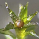 İqlim dəyişikliyi indi Şimal Buzlu Okeanın ən dərin hissələrini istiləşdirir