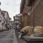 Sirli ayaq qədim insan qohumuna aiddir: Alimlər