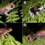 SXDF-NB1006-2 ionlaşmış qaz axını yaşayan gənc ulduz partlayışı qalaktikasıdır, müşahidələr göstərir