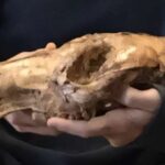 Monk suiti akustik tədqiqatı məlum zəng növlərini dörd dəfə artırır və yeni ünsiyyət strategiyasını aşkar edir