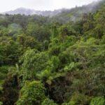 İmmunitet hüceyrələrinin hamısı bərabər yaradılmır: Toxumalarda olan yaddaş T hüceyrələri qandakılardan üstündür