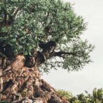 Ucuz, əsrlik bir dərman 1-ci tip diabetlə həyatı necə yaxşılaşdıra bilər