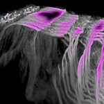 Soyuq dava həll edildi: Komanda Árpád və Rurik sülalələrindən olan orta əsr hersoqunun kimliyini təsdiqləyir