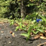 Folklor qədim hind savannalarına işıq salır