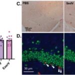 Məşqdən qaynaqlanan veziküllər oturaq siçanlara köçürüldükdə neyron artımını artırır