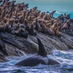 Elm adamları canlı hüceyrələrdə DNT-nin qatlanmasını tək əsas cütlükdə təsvir edir