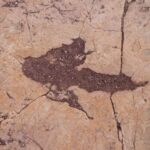 Tunc dövrü vəbası necə yayıldı? Qoyun sirrini həll edə bilər