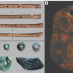 Bayquş qalıqları qədim arı körpələri üçün necə mükəmməl bir evə çevrildi