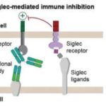 T hüceyrə reseptorları haqqında yeni anlayış xərçəng immunoterapiyalarını yaxşılaşdıra bilər