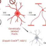 Sementin ildə milyonlarla ton CO2 necə “nəfəs aldığı” və saxladığı