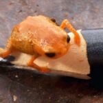 Astronomlar yaxınlıqdakı Messier 74 qalaktikasının nüvə ulduz topasını araşdırırlar