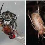 Araşdırmalar göstərir ki, okean axını və dəniz dibinin forması buz rəfləri altında isti suyun dövriyyəsinə təsir göstərir