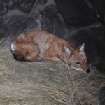 Heyvan modellərində əsas ferment həm çəki artımını, həm də xolesterol səviyyələrini idarə edir