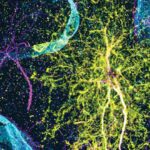 NASA-JAXA XRISM fövqəlnova qalıqlarında elementar lütf tapır