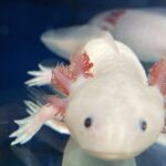 Antropoloqların fikrincə, bərabərsizliklər hətta ən bərabərlikçi cəmiyyətlərdə də mövcuddur