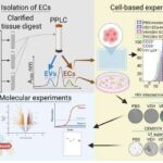 Anodsuz batareya elektrikli nəqliyyat vasitəsinin idarəetmə məsafəsini ikiqat artıra bilər