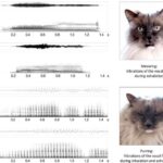 Eynşteynin nəzəriyyəsi bir yay ilə bükülür: Astronomlar qara dəliyin ətrafında “yırğalanan” ulduzu görürlər