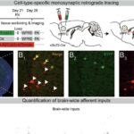 İsgəndəriyyə sularında qədim bir “ziyafət qayığı” kəşf etdik. Gəmidə baş verə biləcək hadisələr belə ola bilər.
