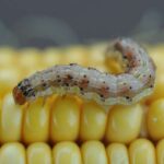 Şəhərlərin genişlənməsi 2050-ci ilə qədər 220 milyon insanın təmiz suya çıxışını məhdudlaşdıra bilər