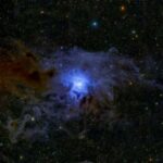 Bumble arıları yuvaları pozulduqda üç mərhələli müdafiə reaksiyasına başlayırlar