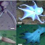 Yeni hazırlanmış nəhəng superatomlar etibarlı kvant halı ötürülməsi üçün ümidvericidir