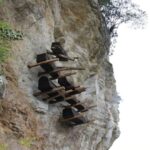 Kənd təsərrüfatı otlaqlarında bitki müxtəlifliyinin artırılması məhsuldarlığı artırır, gübrəyə asılılığı azaldır